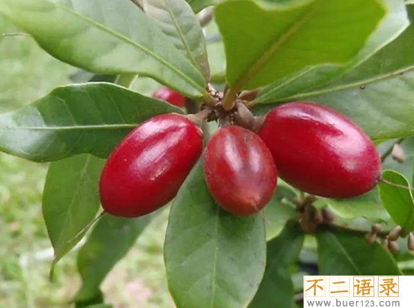 不常见的水果有哪些?10种不常见的奇葩水果(带图)图片