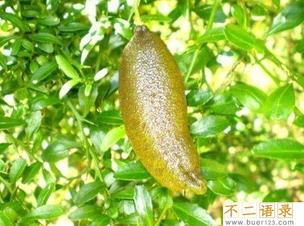 不常见的水果有哪些?10种不常见的奇葩水果(带图)图片