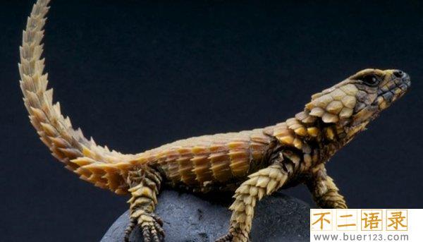 世界上十大最凶猛的蜥蜴 澳洲魔蜥排第五,第二伪装高手图片