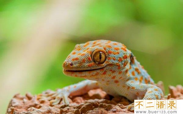 世界上十大最凶猛的蜥蜴 澳洲魔蜥排第五,第二伪装高手图片