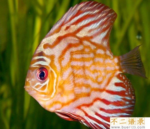 世界上都有什么样的鱼?盘点世界上十大最美鱼(附图片)图片