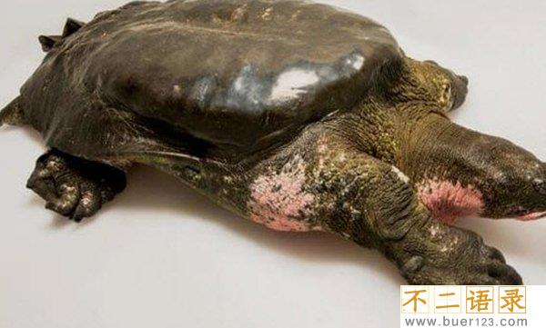 现在濒危动物有哪些?揭秘10大即将灭亡的动物(痛心不已)图片