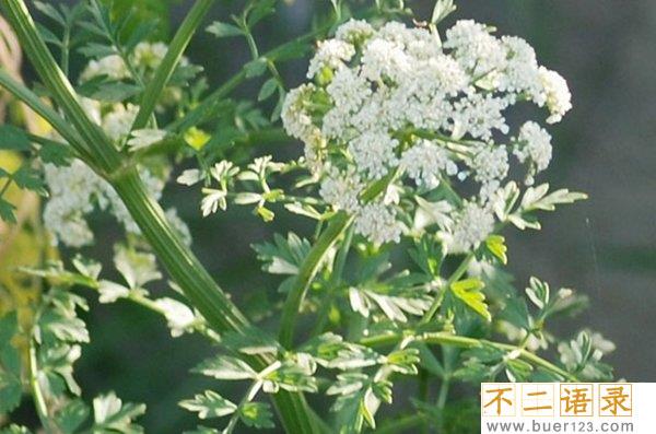 外表美丽却危险的十大植物 个个杀人于无形(恐惧万分)图片