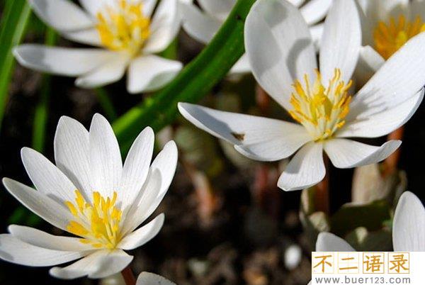 外表美丽却危险的十大植物 个个杀人于无形(恐惧万分)图片