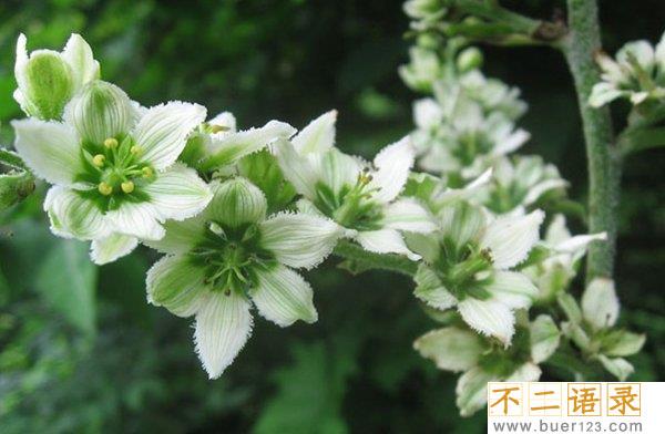 外表美丽却危险的十大植物 个个杀人于无形(恐惧万分)图片