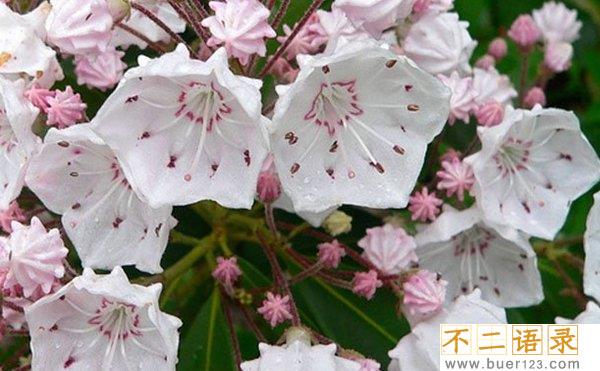 外表美丽却危险的十大植物 个个杀人于无形(恐惧万分)图片