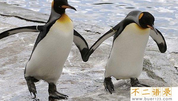 动物里有基佬吗?盘点世界10大同性恋动物(惊讶不已)图片