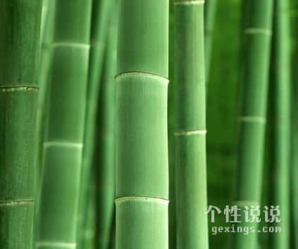 赞颂竹子的唯美诗句：新竹高于旧竹枝，全凭老干为扶持