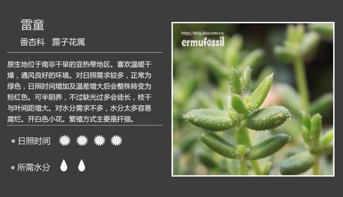 多肉植物品种大全图解图片