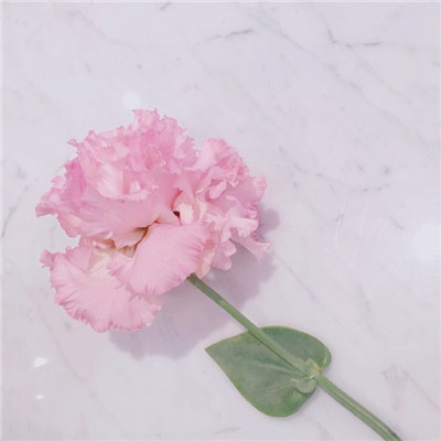 高冷女生头像高清头像图片