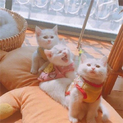 动漫女生头像欧美头像图片