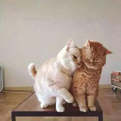 猫咪情侣头像一左一右两张