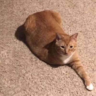 猫咪情侣头像一左一右两张
