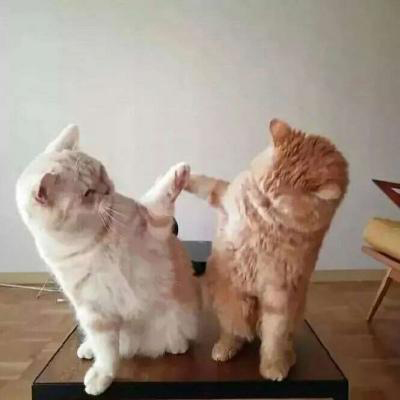 猫咪情侣头像一左一右两张
