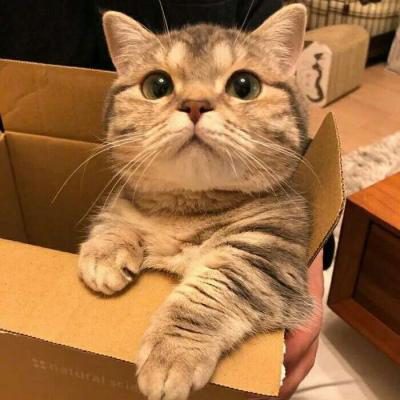 猫咪情侣头像一左一右两张