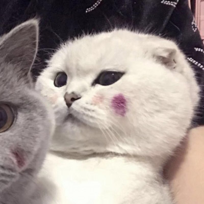 猫咪情侣头像一左一右两张