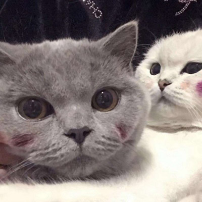 猫咪情侣头像一左一右两张