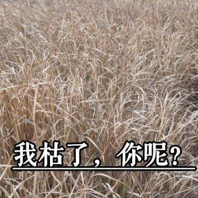 微信搞怪笑死人头像 史上超搞笑头像图片