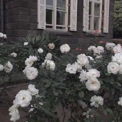 所有的白色花图片大全