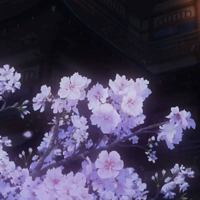所有的白色花图片大全