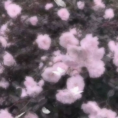所有的白色花图片大全