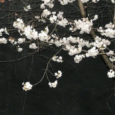 所有的白色花图片大全