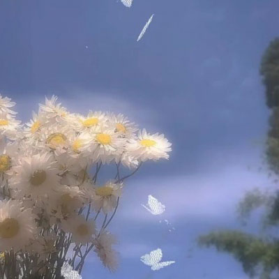 所有的白色花图片大全