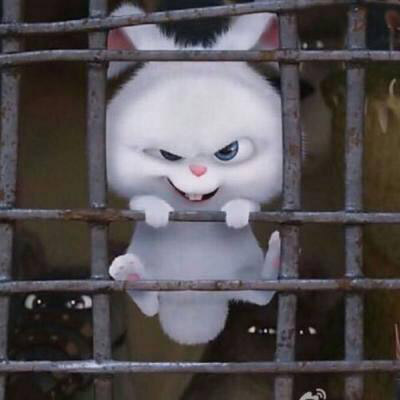 爱宠大机密兔子卖萌图 动漫兔子头像超萌图片