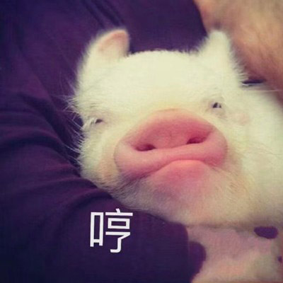 最新呆萌猪头像2020 真实可爱猪头像的微信图片