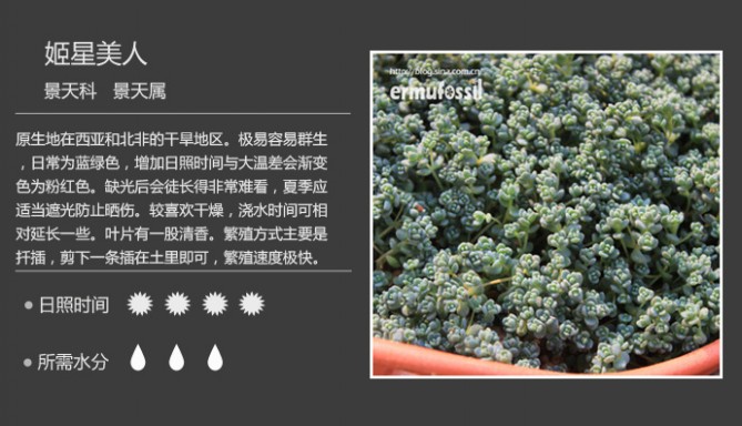 1000种多肉植物图鉴图片