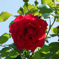 红色粉色月季花图片大全图片