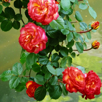 红色粉色月季花图片大全图片