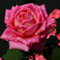 红色粉色月季花图片大全图片