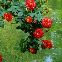 红色粉色月季花图片大全图片