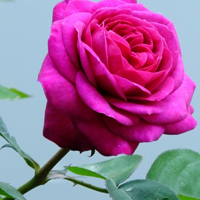 红色粉色月季花图片大全