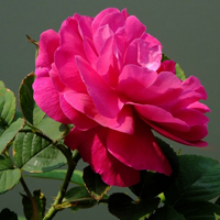 红色粉色月季花图片大全图片