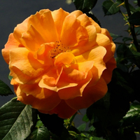 红色粉色月季花图片大全图片