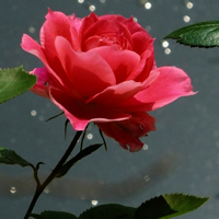 红色粉色月季花图片大全图片