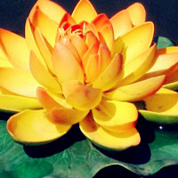 莲花头像高清图片 好看的莲花做头像图片