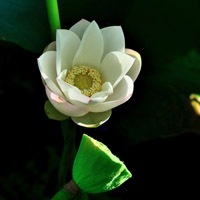 莲花头像高清图片 好看的莲花做头像图片