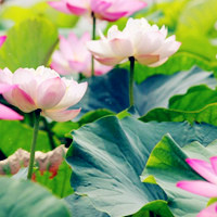 莲花头像高清图片 好看的莲花做头像图片