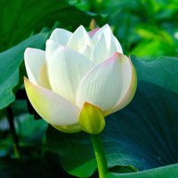 莲花头像高清图片 好看的莲花做头像图片