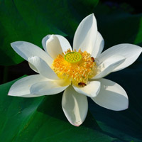 莲花头像高清图片 好看的莲花做头像图片