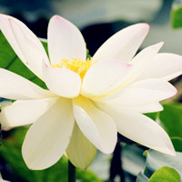 莲花头像高清图片 好看的莲花做头像图片