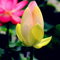 莲花头像高清图片 好看的莲花做头像图片