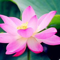 莲花头像高清图片 好看的莲花做头像图片