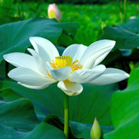 莲花头像高清图片 好看的莲花做头像图片