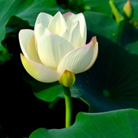 莲花头像高清图片 好看的莲花做头像图片