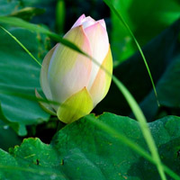 莲花头像高清图片 好看的莲花做头像图片