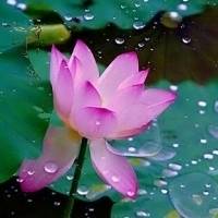 微信头像荷花图片大全 漂亮的莲花微信头像
